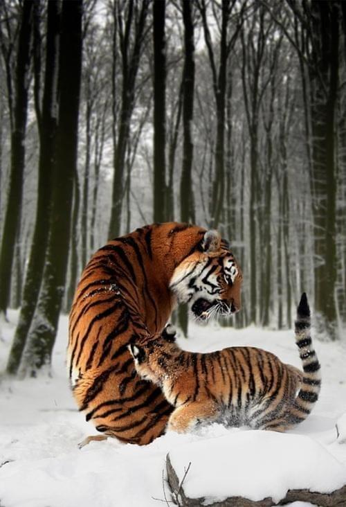 包含华南虎队与东北山狼鏖战在即,精彩纷呈的词条 包含华南虎队与东北山狼鏖战在即,精彩纷呈的词条